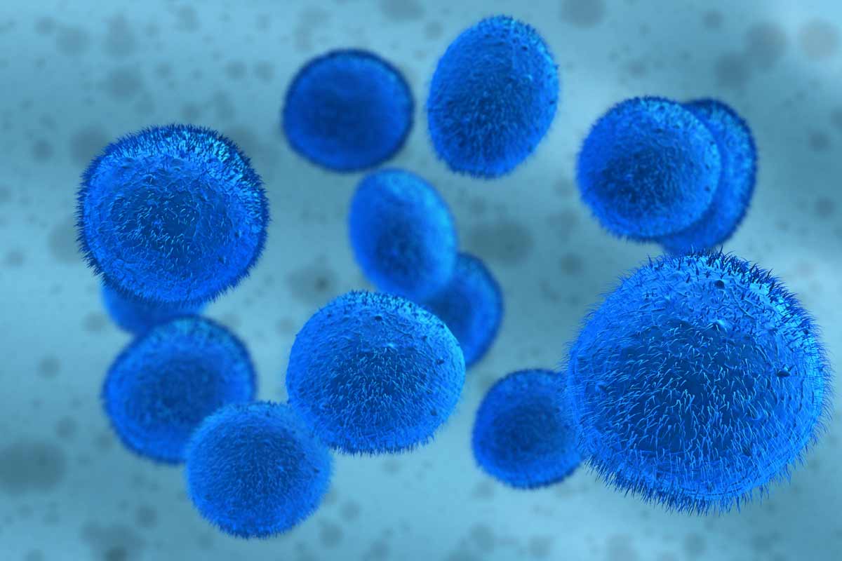 Gel Helps Grow Large Quantities Of Stem Cells In Limited Space