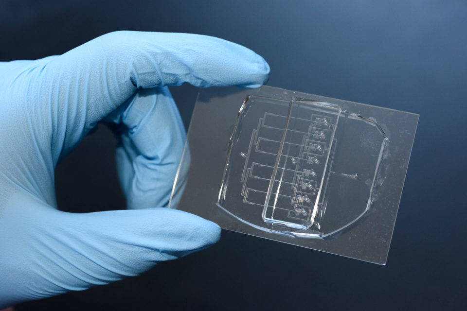 Stanford Scientists Create A Cellular Guillotine Stanford News