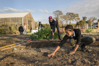 Students planting seeds at the Stanford Educational Farm