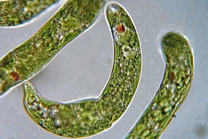 Euglena microbes