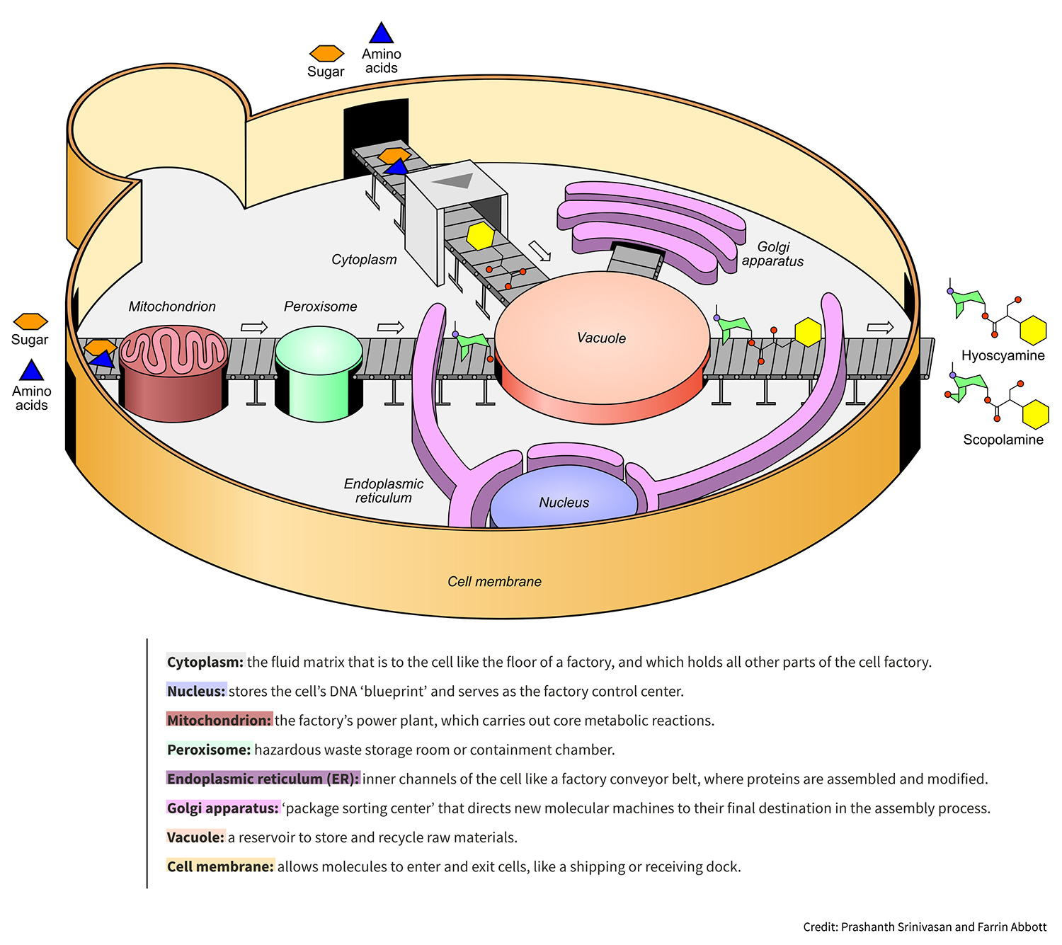 Stanford Engineers Reprogram Yeast Cells To Become Microscopic Drug Factories Mirage News